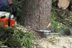 Professional Tree Services in Omro, WI