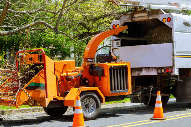 How Our Tree Care Process Works  in  Omro, WI