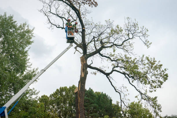 Best Seasonal Cleanup (Spring/Fall)  in Omro, WI